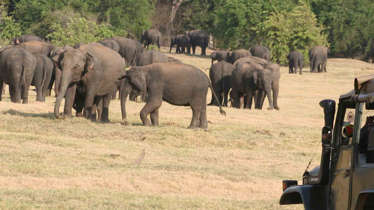 Safari from Kandalama