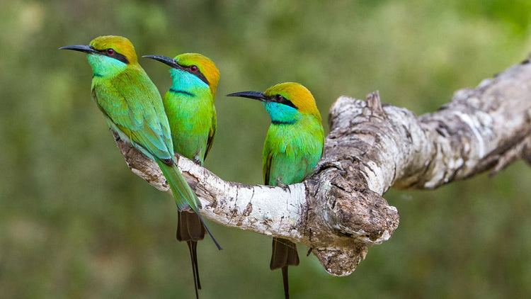 Birdwatching from Kalpitiya