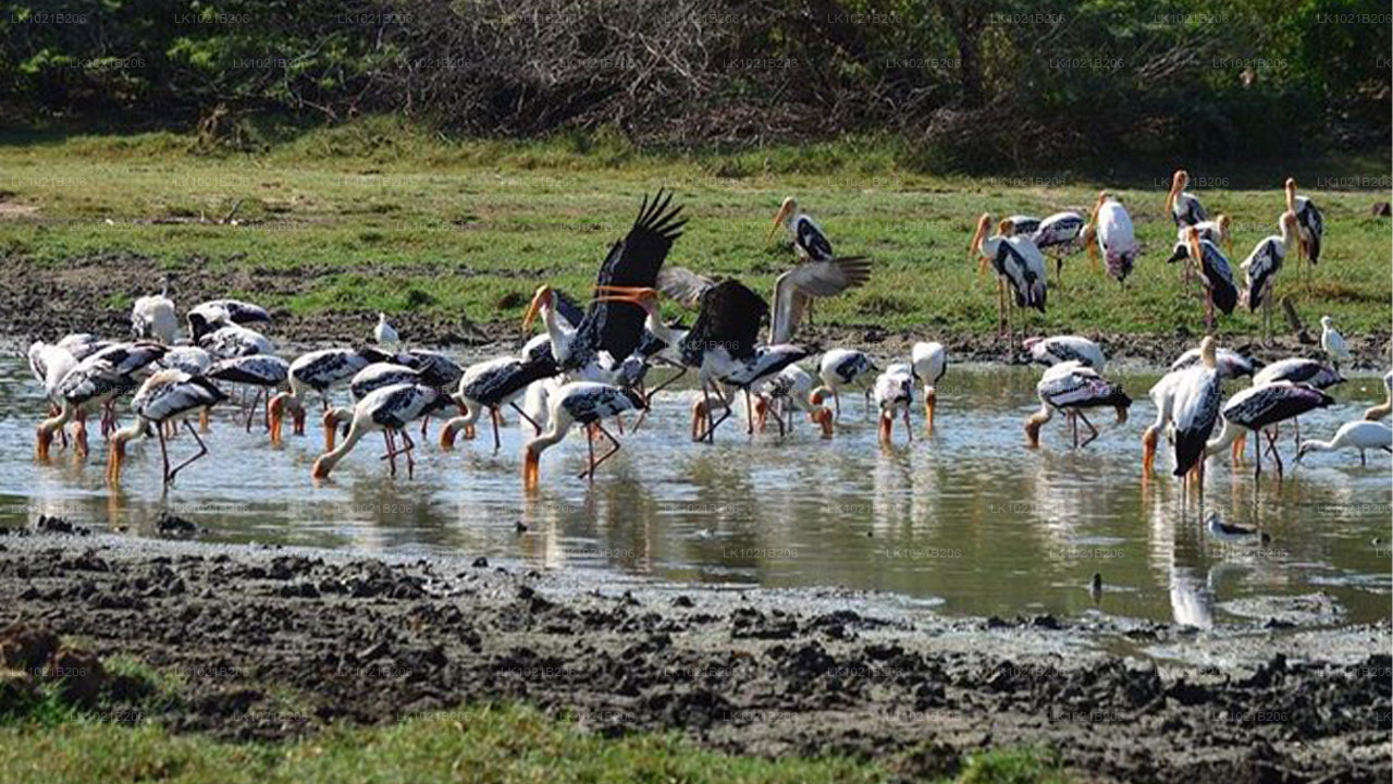 Wild Wonders and Hidden Temples from Galle (2 Days)