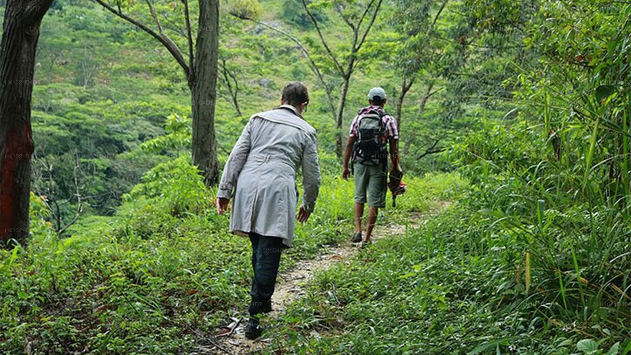 Rainforest Explorer from Bentota (2 Days)