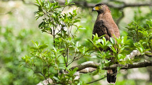 Wildlife Tour som täcker fåglar och däggdjur (14 dagar)