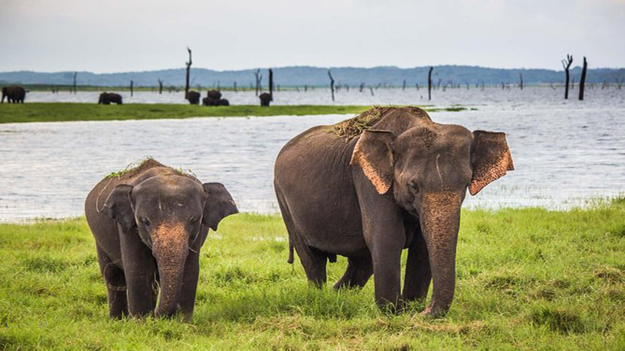 Udawalawe National Park Safari med Elephant Transit Hembesök