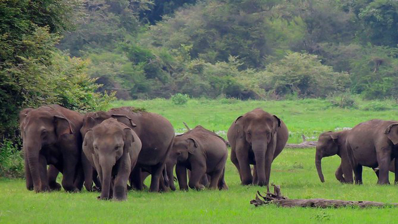 Udawalawe National Park Safari med Elephant Transit Hembesök