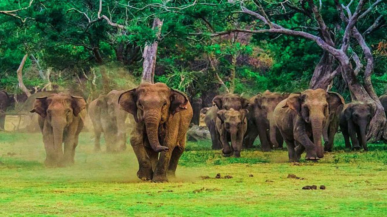 Udawalawe National Park Safari med Elephant Transit Hembesök