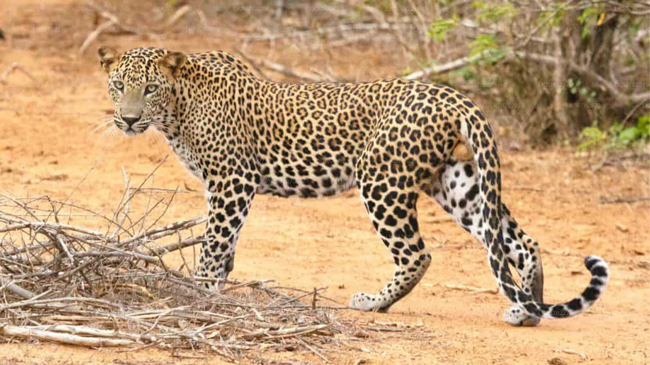 Inträdesbiljett till Udawalawe National Park