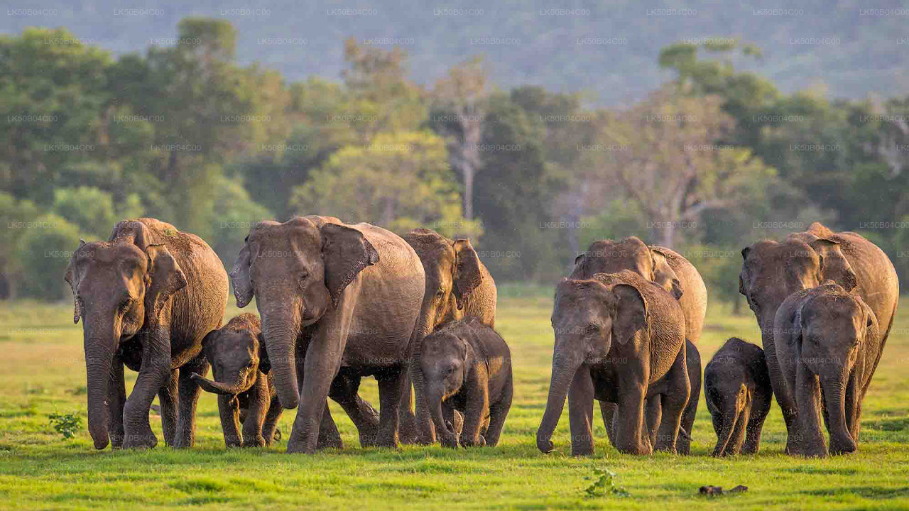 Minneriya National Park Privat Safari från Habarana