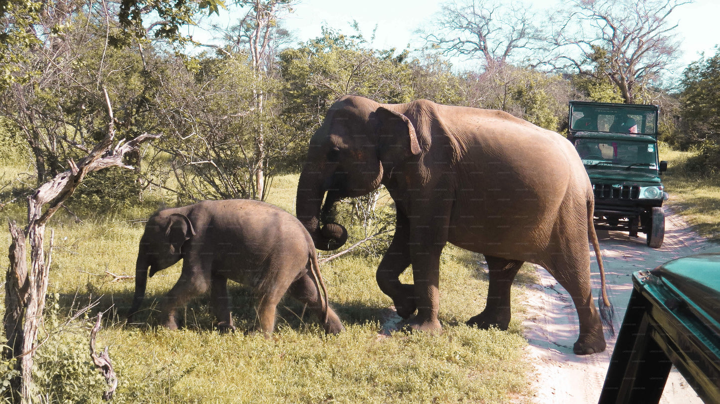 Yala National Park Private Safari with Naturalist