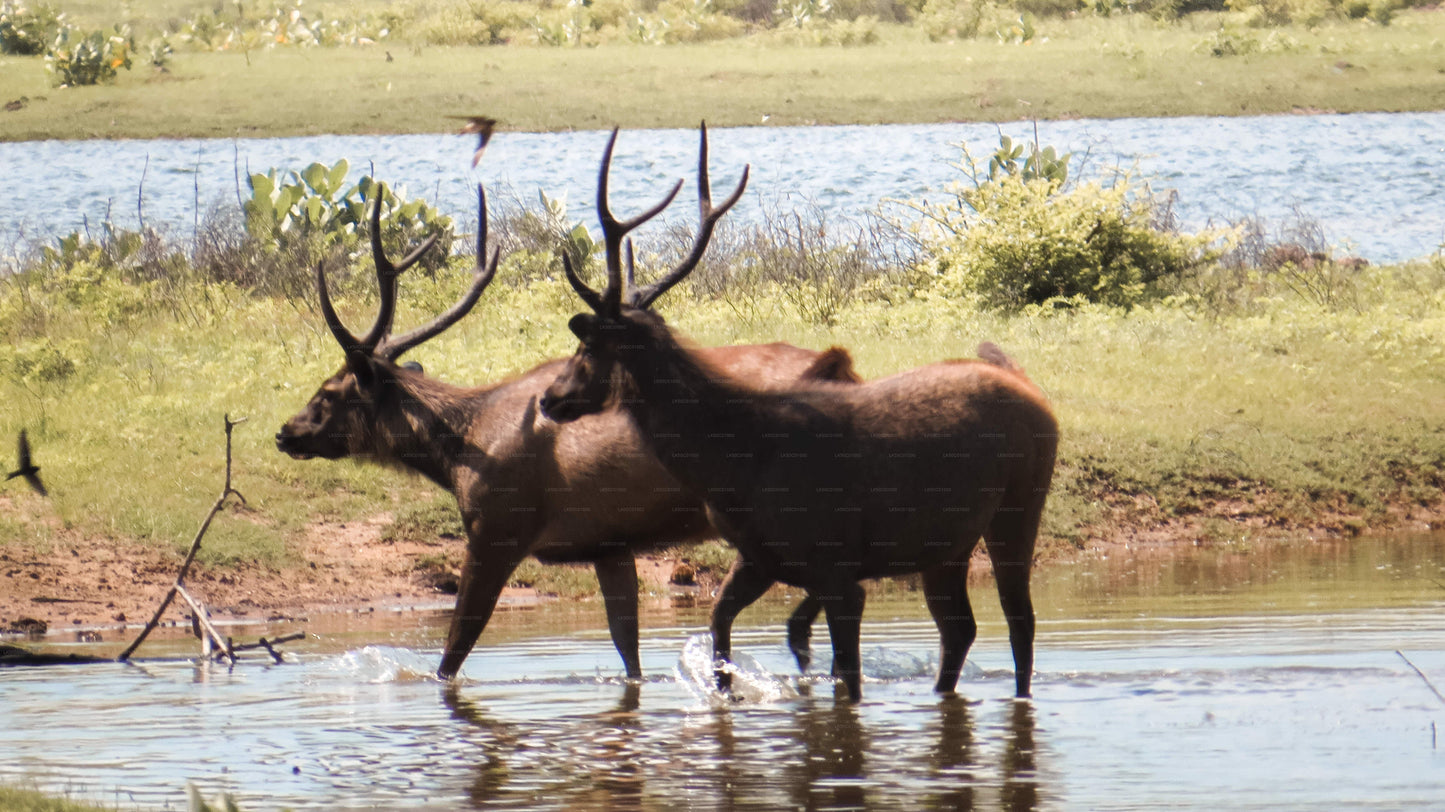 Yala National Park Private Safari with Naturalist