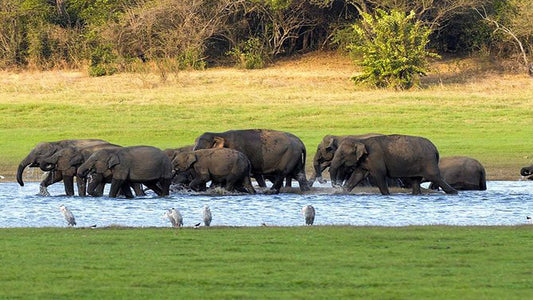 Kaudulla National Park Privat Safari från Habarana inklusive Jeep med biljetter (3 timmar)