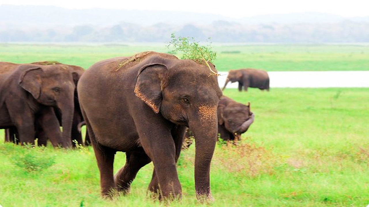 Kaudulla National Park Privat Safari från Habarana inklusive Jeep med biljetter (3 timmar)