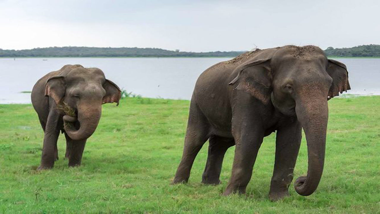 Kaudulla National Park Privat Safari från Habarana inklusive Jeep med biljetter (3 timmar)