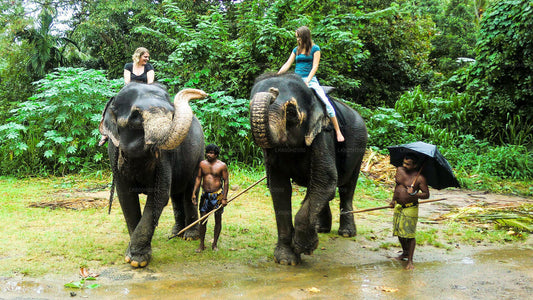 Millennium Elephant Foundation besök från Kitulgala