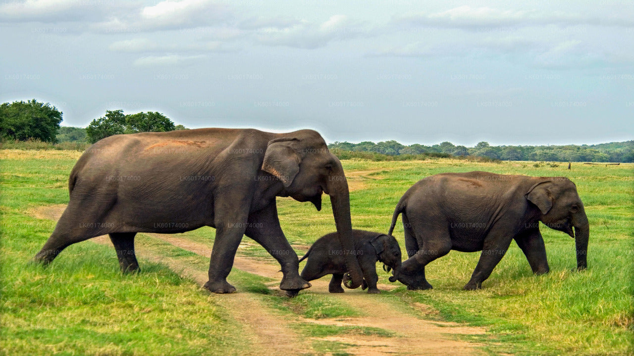 Minneriya nationalparksafari från Kitulgala