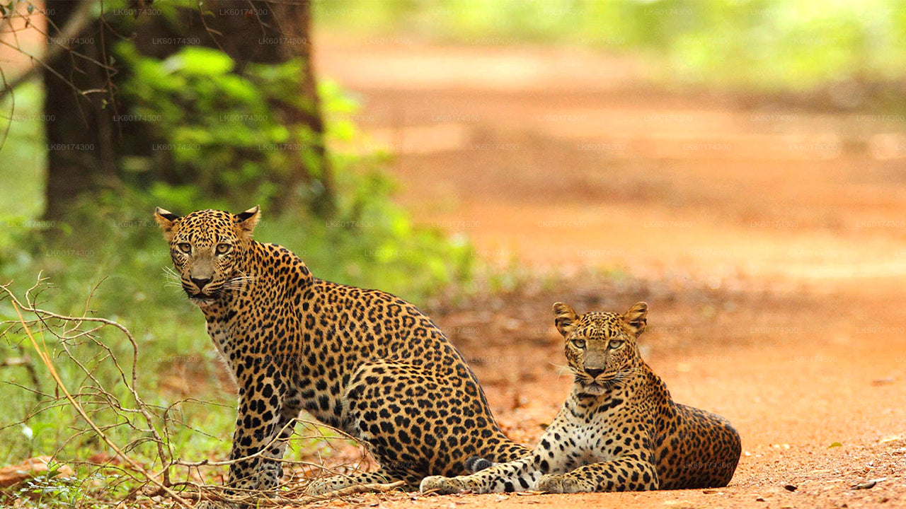 Wasgamuwa National Park Safari från Kandy