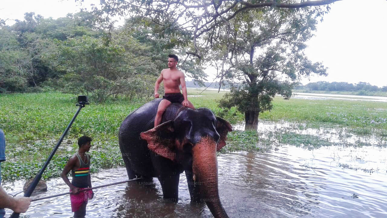 Elefant Tillbaka Safari från Habarana