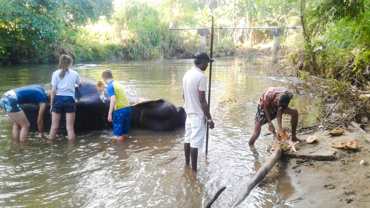 Elefant Tillbaka Safari från Habarana