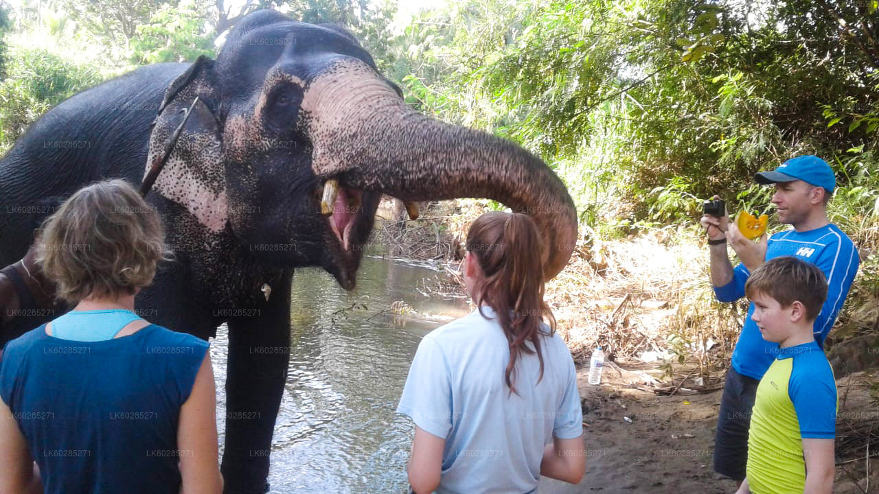 Elefant Tillbaka Safari från Habarana