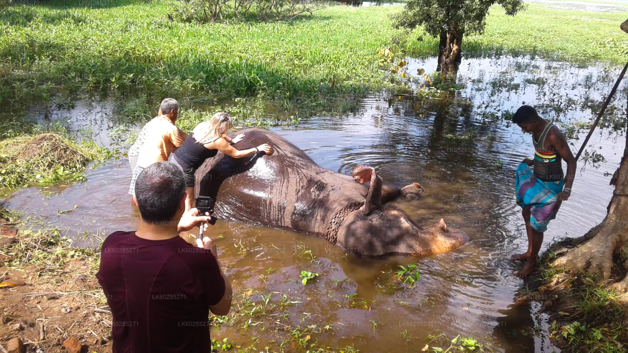 Elefant Tillbaka Safari från Habarana