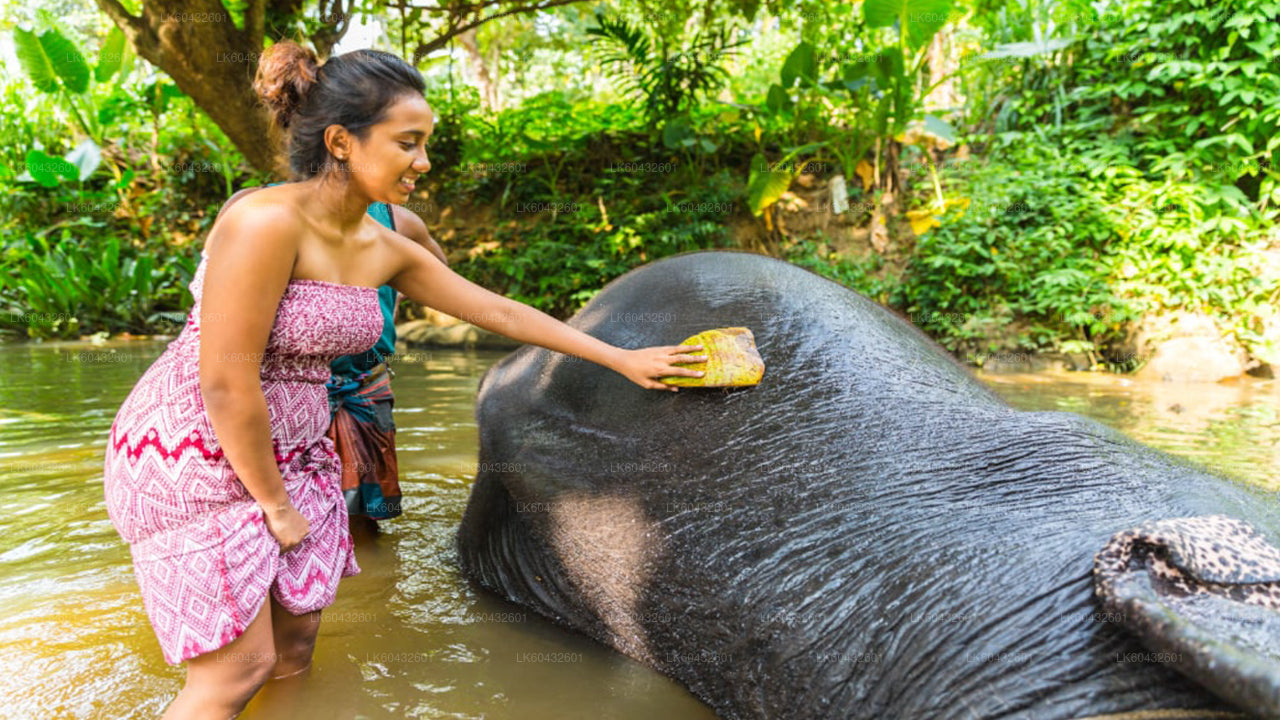 Pinnawala Millennium Elephant Foundation from Kandy