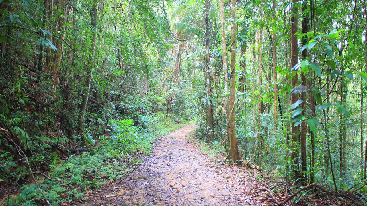 Sinharaja Rain Forest Bird Watching Tour