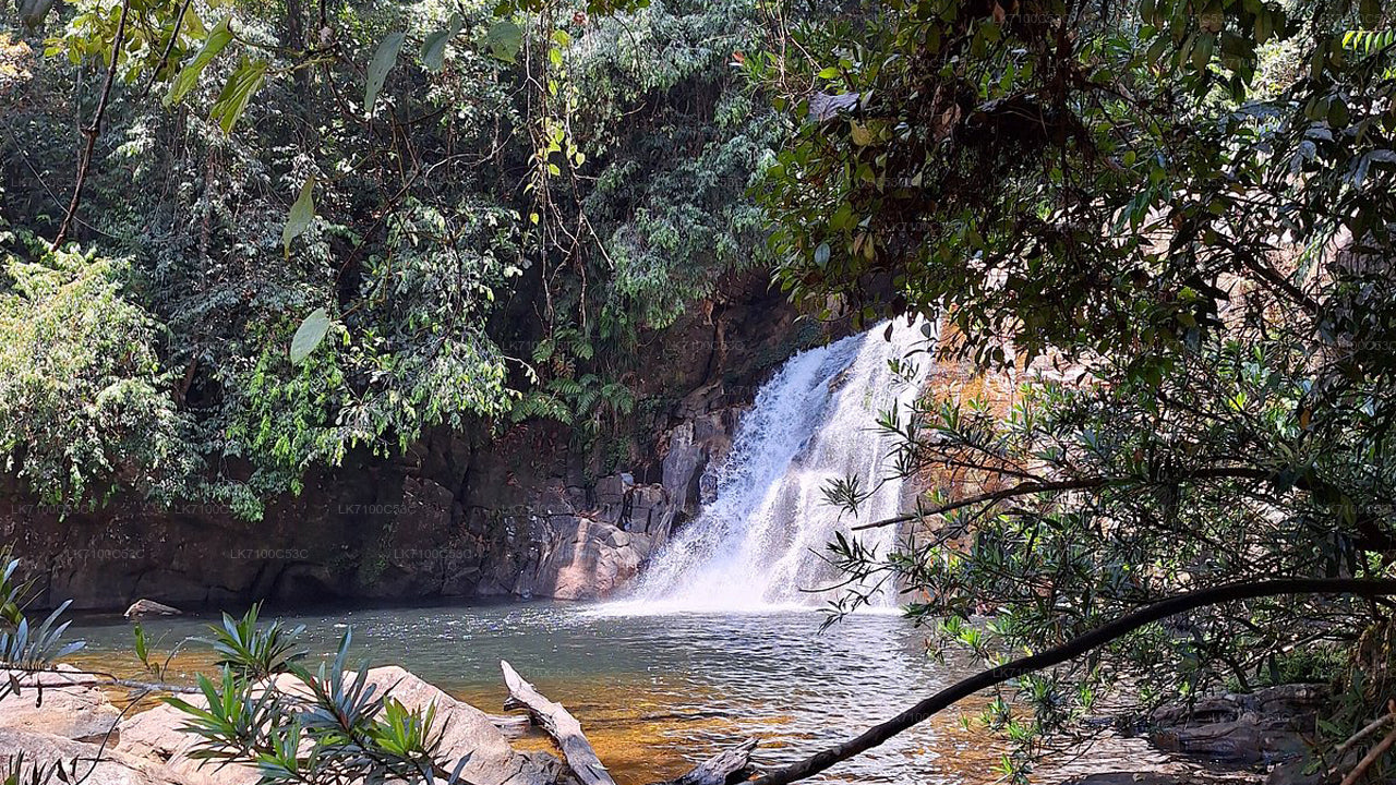 Sinharaja Forest Reserve Entrance Tickets