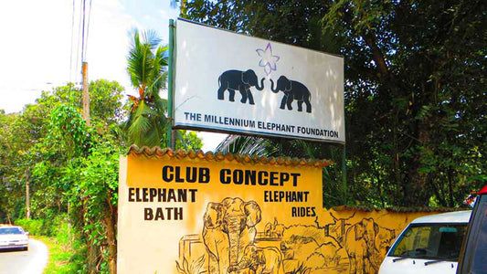 Inträdesbiljetter till Millennium Elephant Foundation