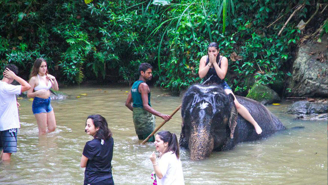 Inträdesbiljetter till Millennium Elephant Foundation