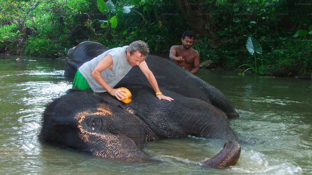 Inträdesbiljetter till Millennium Elephant Foundation