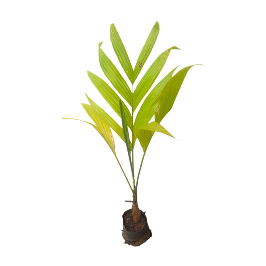 Areca nut (දේශීය පුවක් බීජ පැළ) Plant