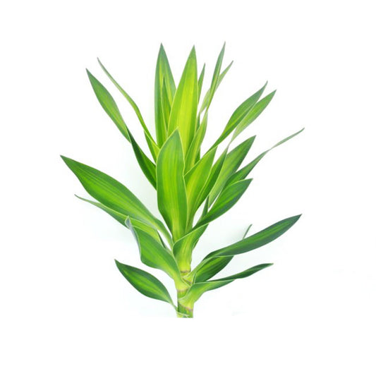 Lakpura Dracaena Reflexa 'Grön' (50 blad) Medium