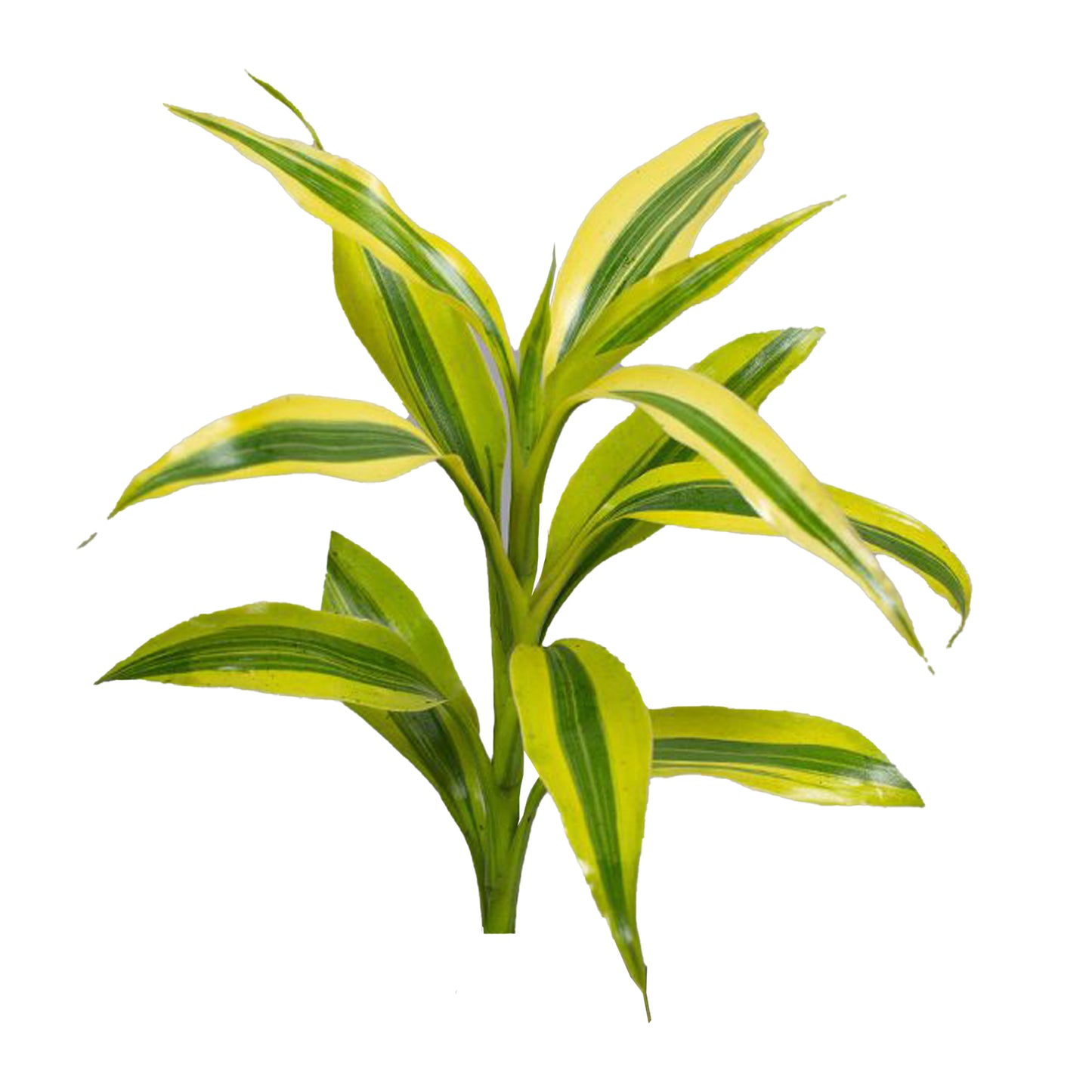 Lakpura Dracaena Sanderiana Gold (50 blad) Medium