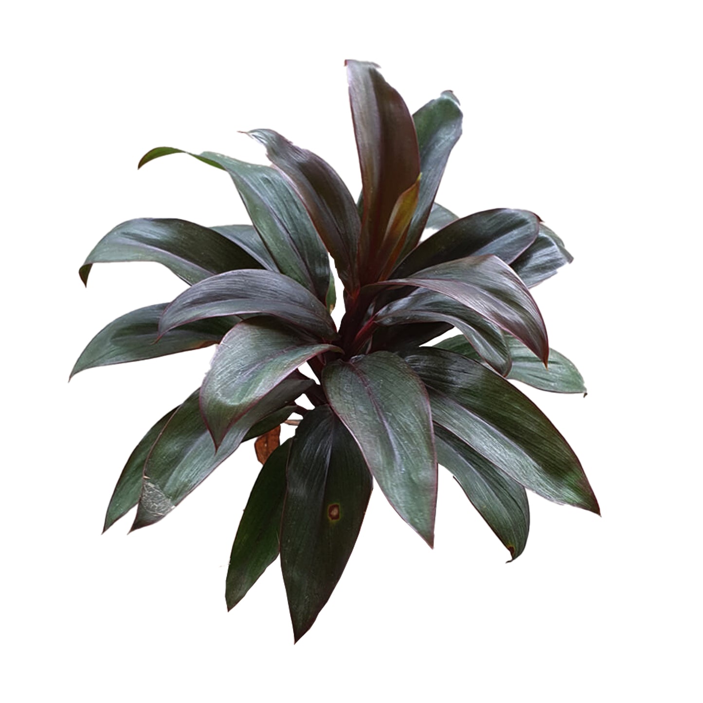 Lakpura Dracaena Purple Compacta (20 blad) Medium