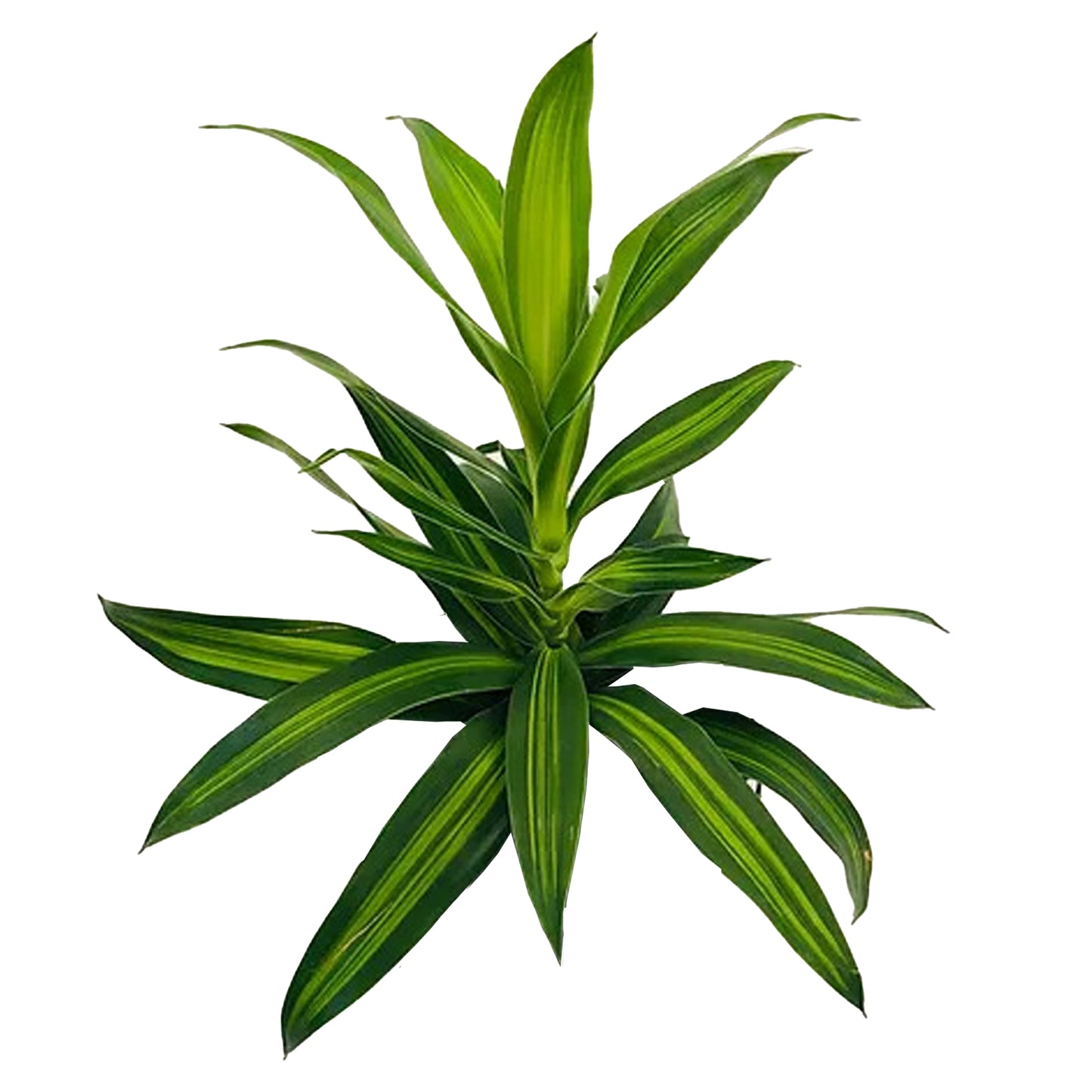 Lakpura Dracaena Reflexa ”Jamaikas sång” (50 blad) Medium