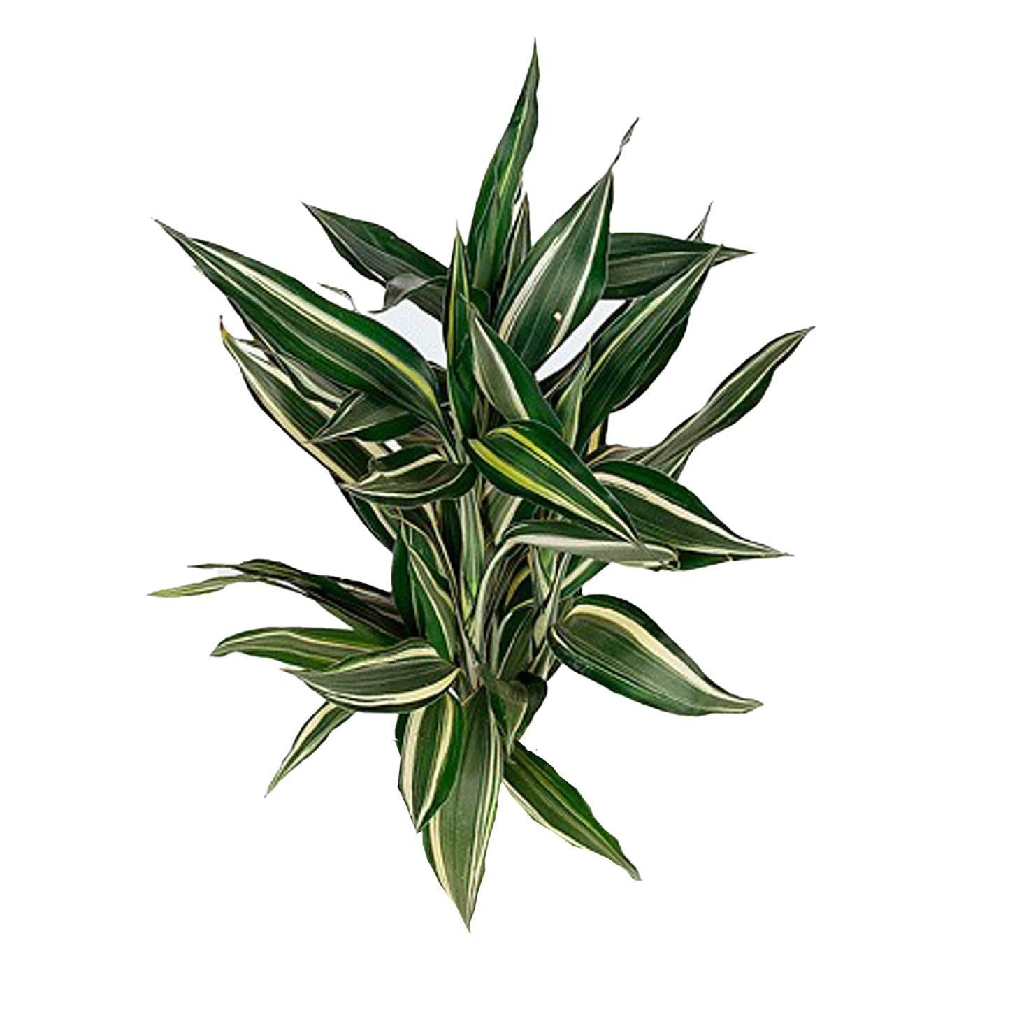 Lakpura Dracaena Sanderiana Victory (50 blad) Medium