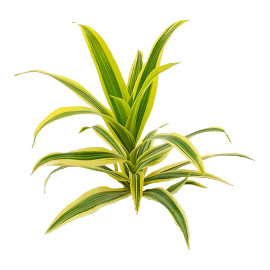 Lakpura Dracaena Reflexa ”Indiens sång” (50 blad) Medium