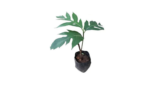 Bread fruit (දෙල්) Vegetable Plant