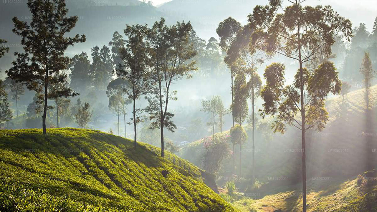 Nuwara Eliya från Colombo (2 dagar)