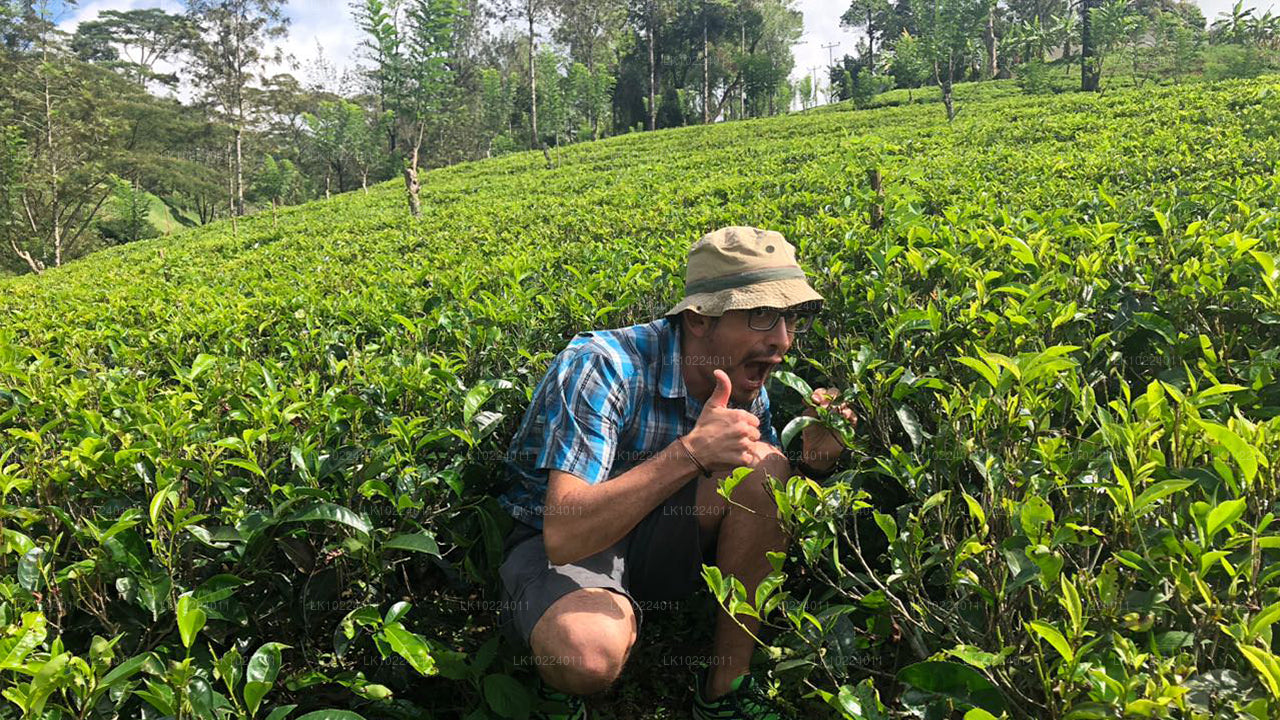 Nuwara Eliya från Negombo (2 Dagar)