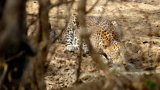 Wild Wonders and Sacred Spaces Tour from Bentota (2 Days)