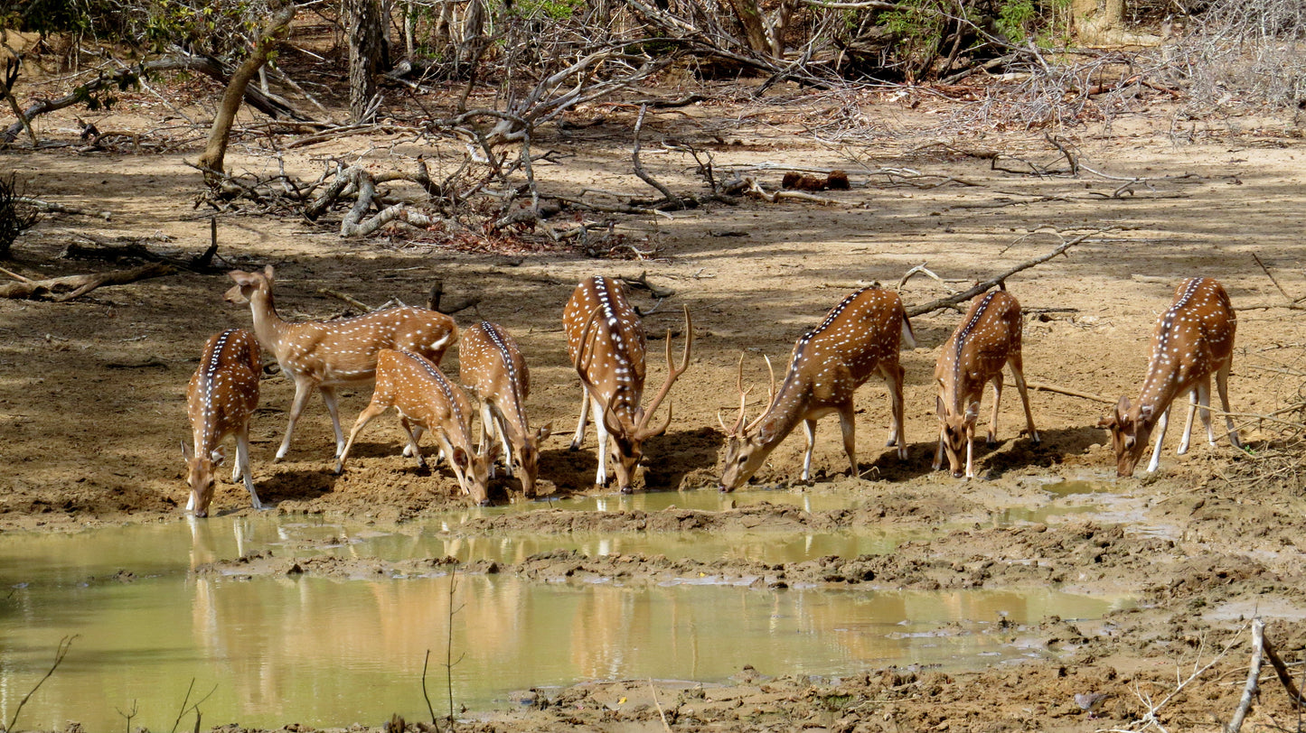 Wild Wonders & Sacred Spaces Tour from Hikkaduwa (2 Days)