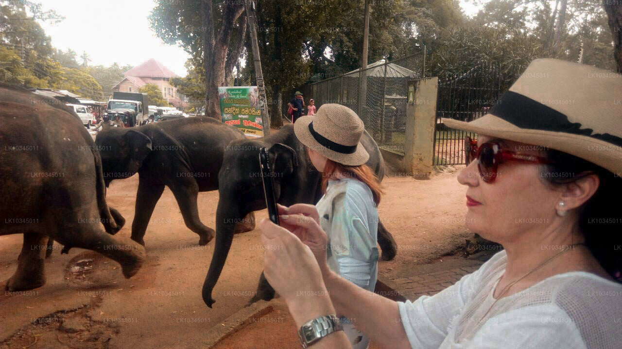 Sista kungariket Sri Lanka från Colombo (3 dagar)