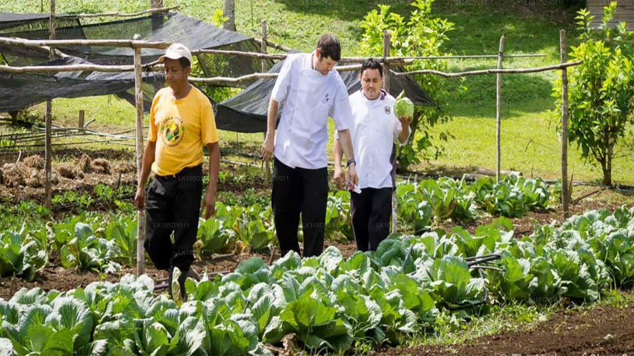 Agro Tour i Sri Lanka (5 Dagar)