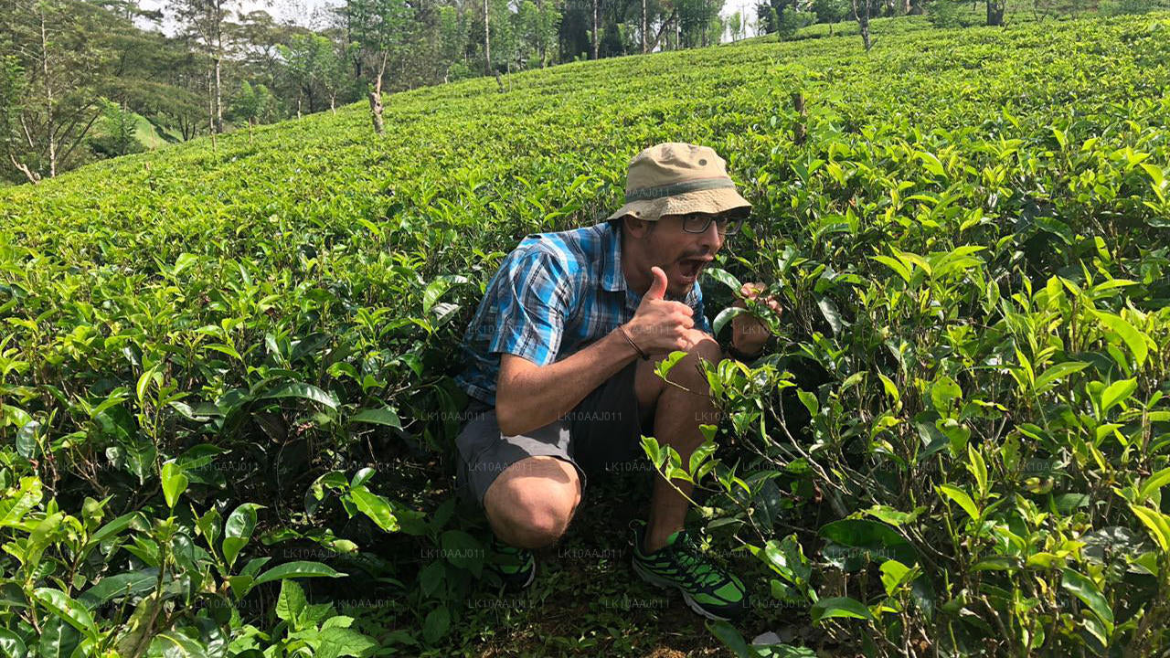 Ceylon Tea Tour (10 dagar)