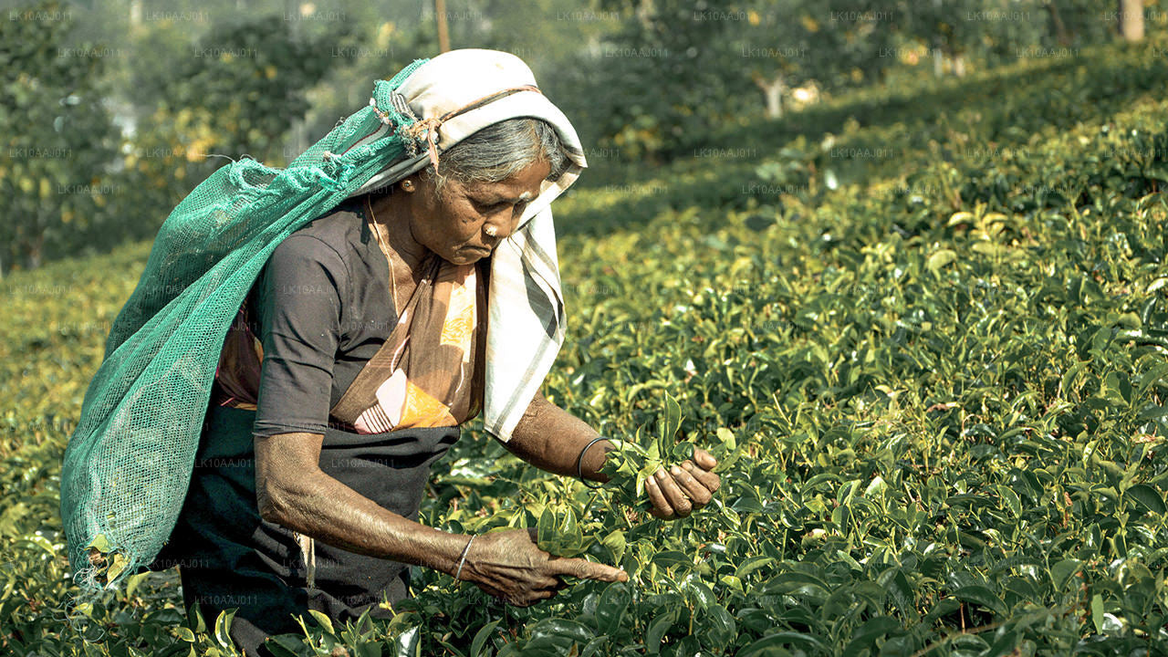 Low-grown Tea Factory Visit and Tea Tasting Experience