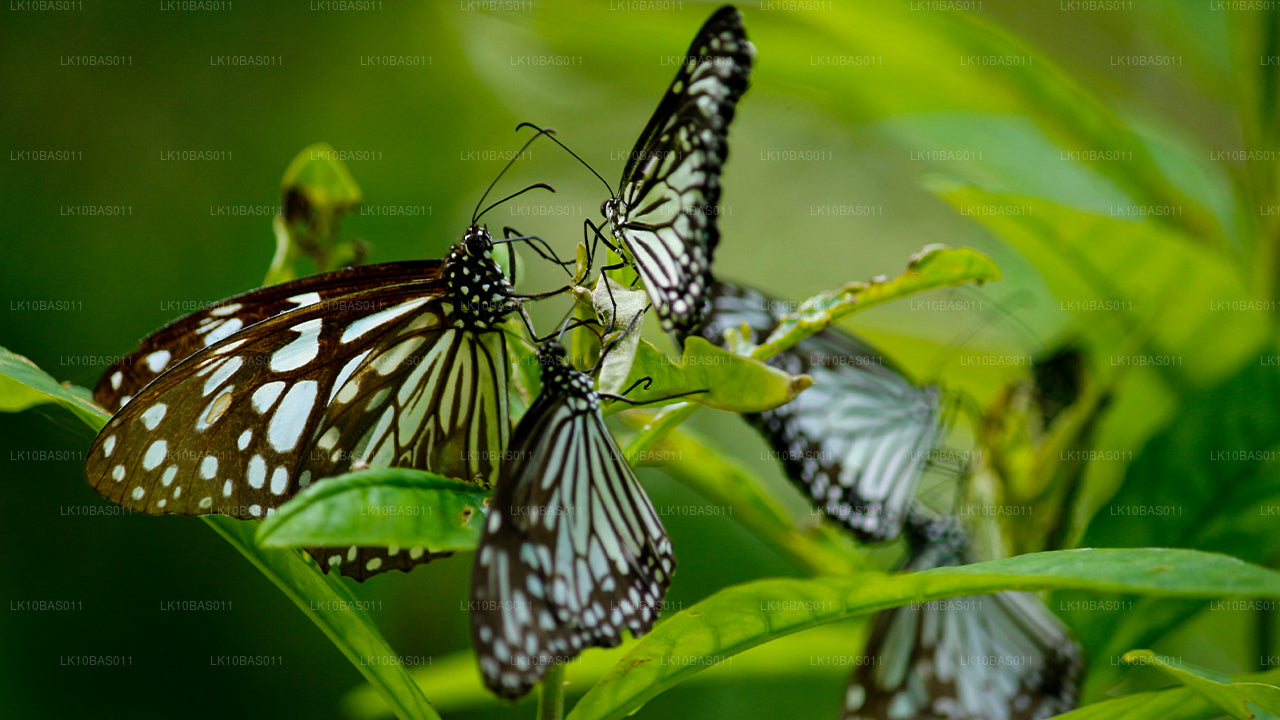 Butterfly Trail (11 Dagar)