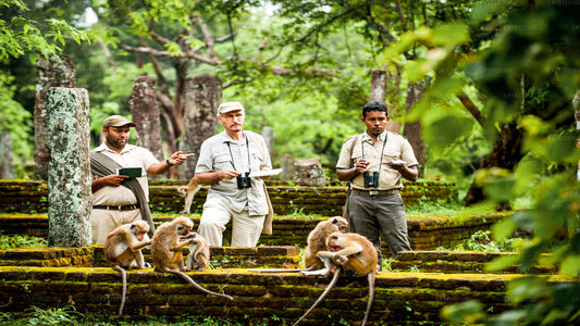 Utforska Monkey Kingdom från Polonnaruwa