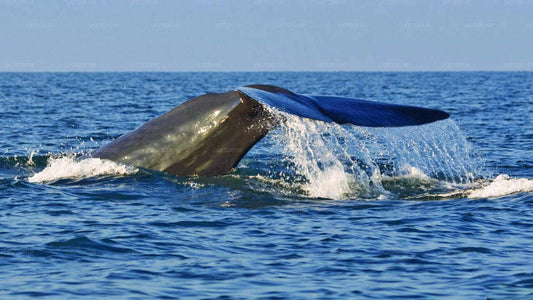 Whale Watching from Trincomalee on Private Boat