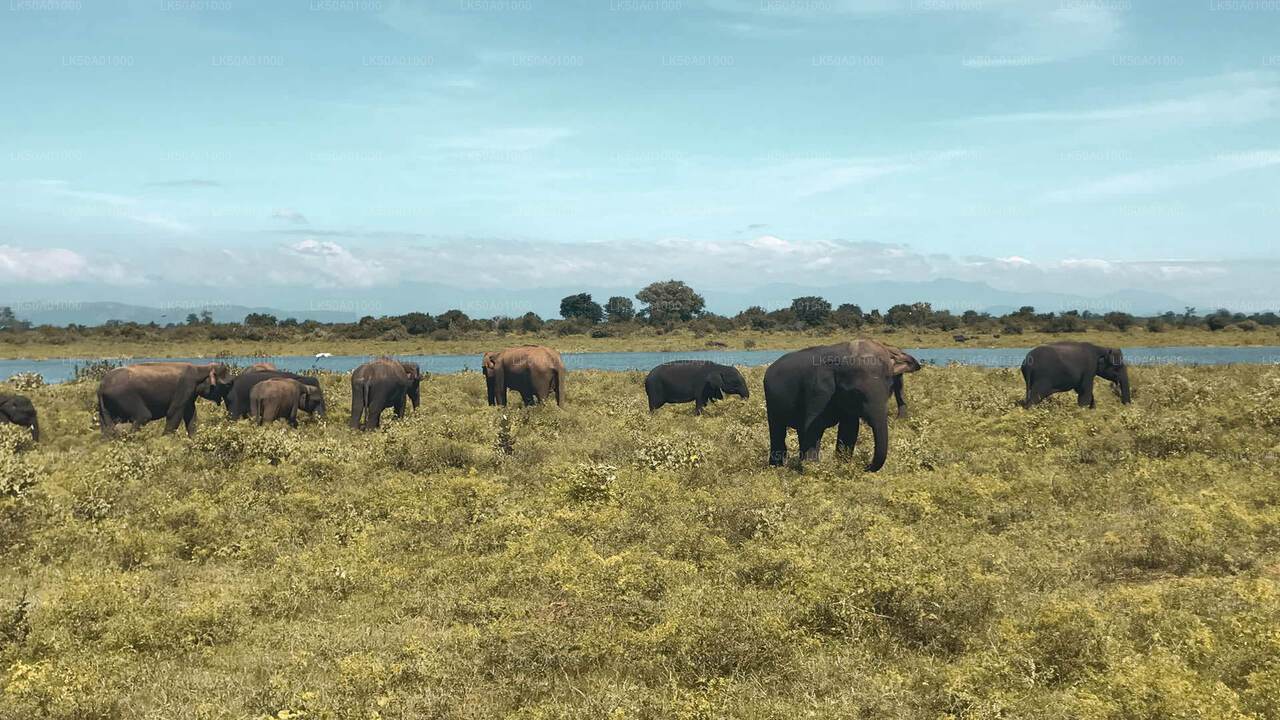 Inträdesbiljett till Udawalawe National Park