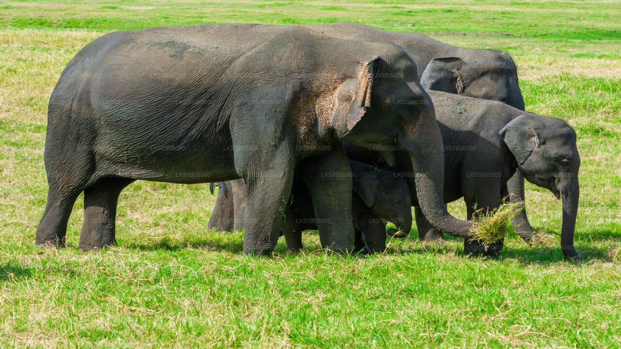 Minneriya National Park Privat Safari från Sigiriya