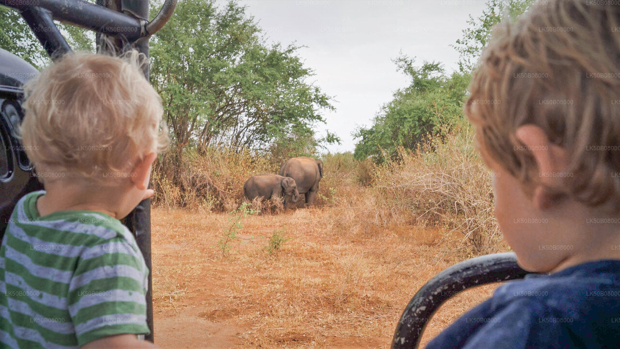 Den stora elefanten som samlar privat safari från Minneriya
